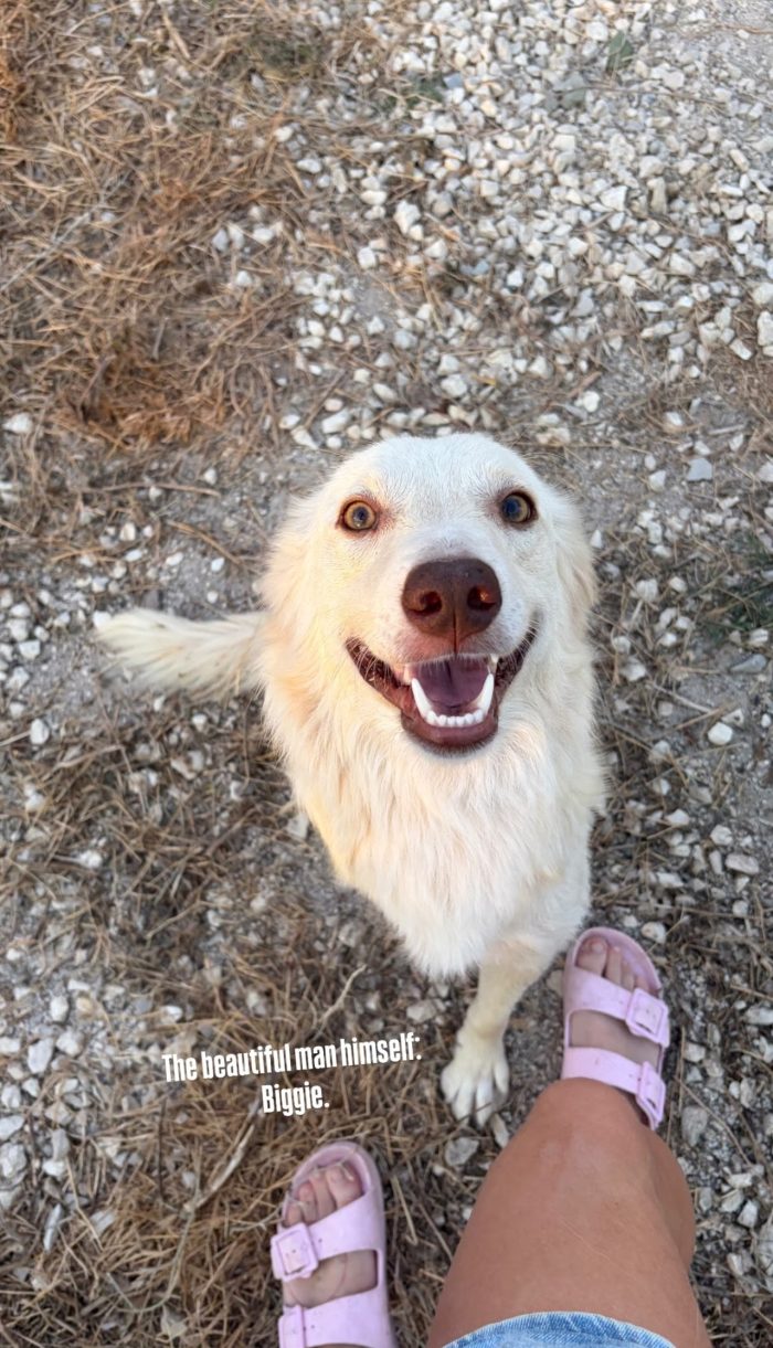Biggi needs a home - media 5
