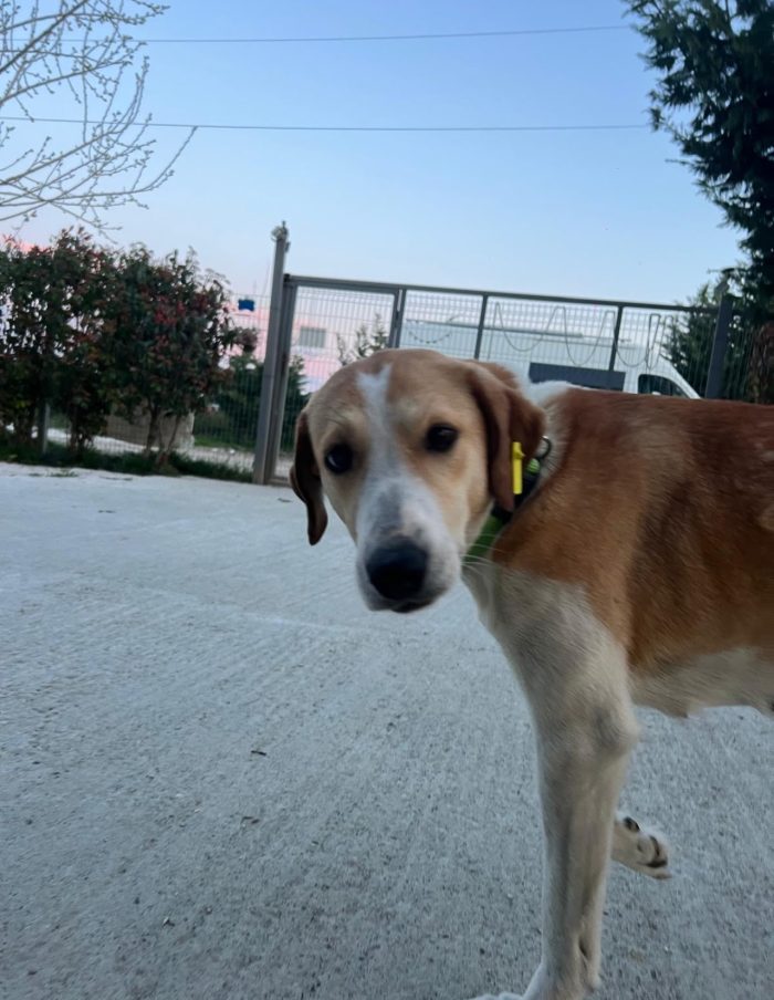 Emma needs a home