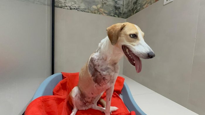 Emma needs a home - media 7
