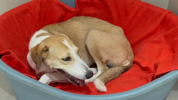 Emma needs a home - media 6