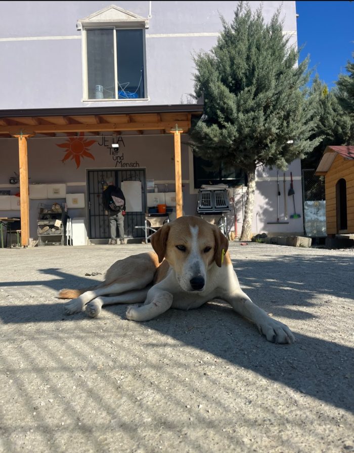 Emma needs a home - media 5