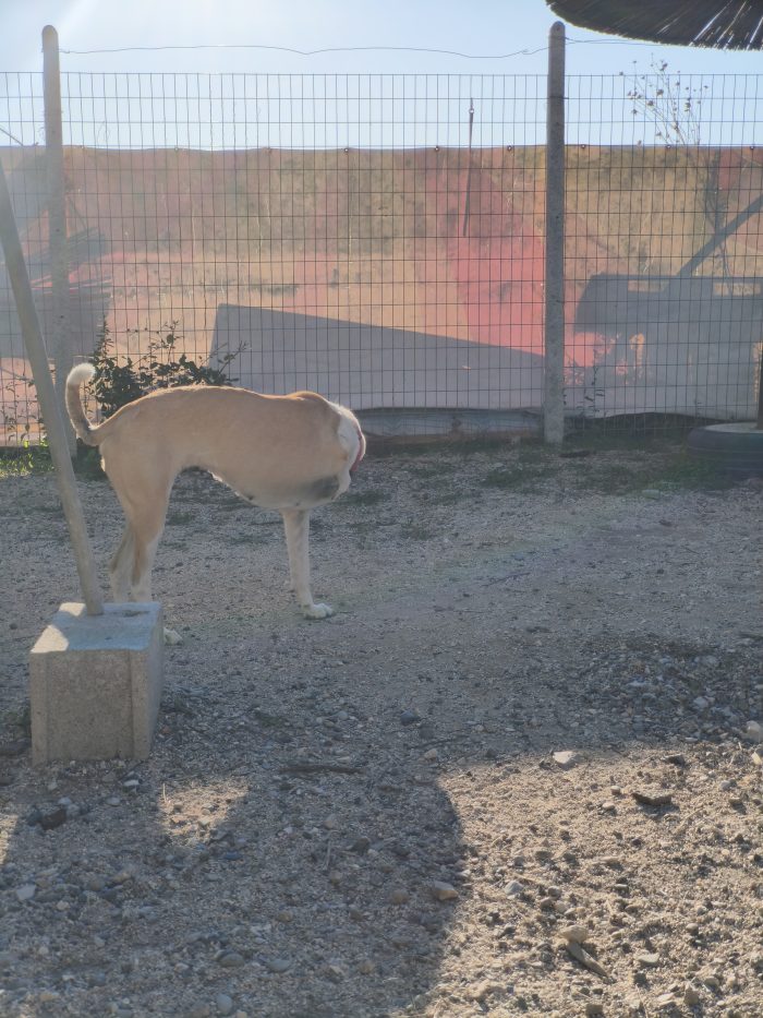 Emma needs a home - media 9