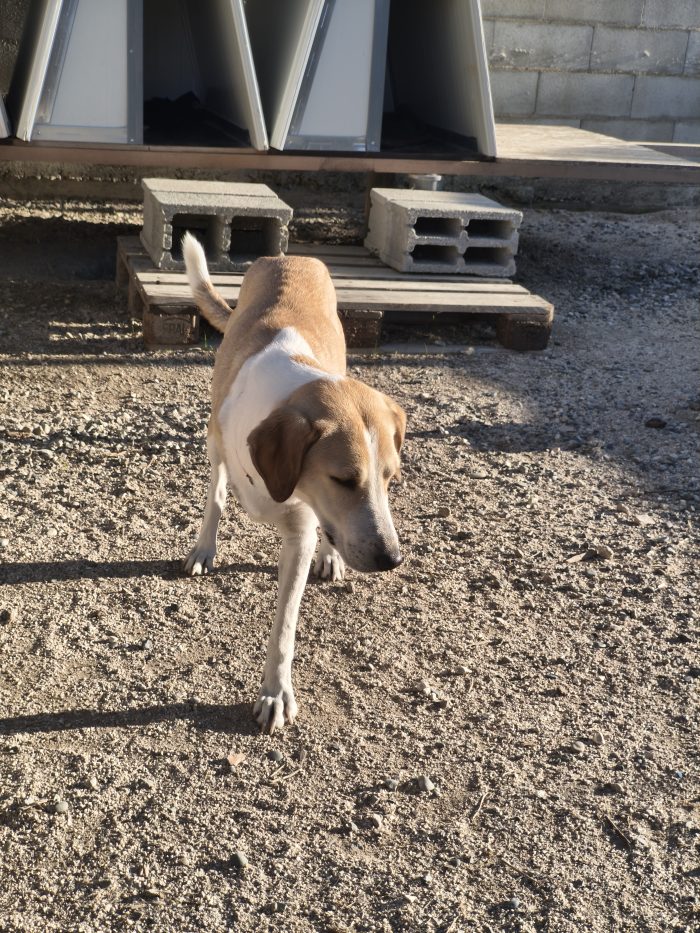 Emma needs a home