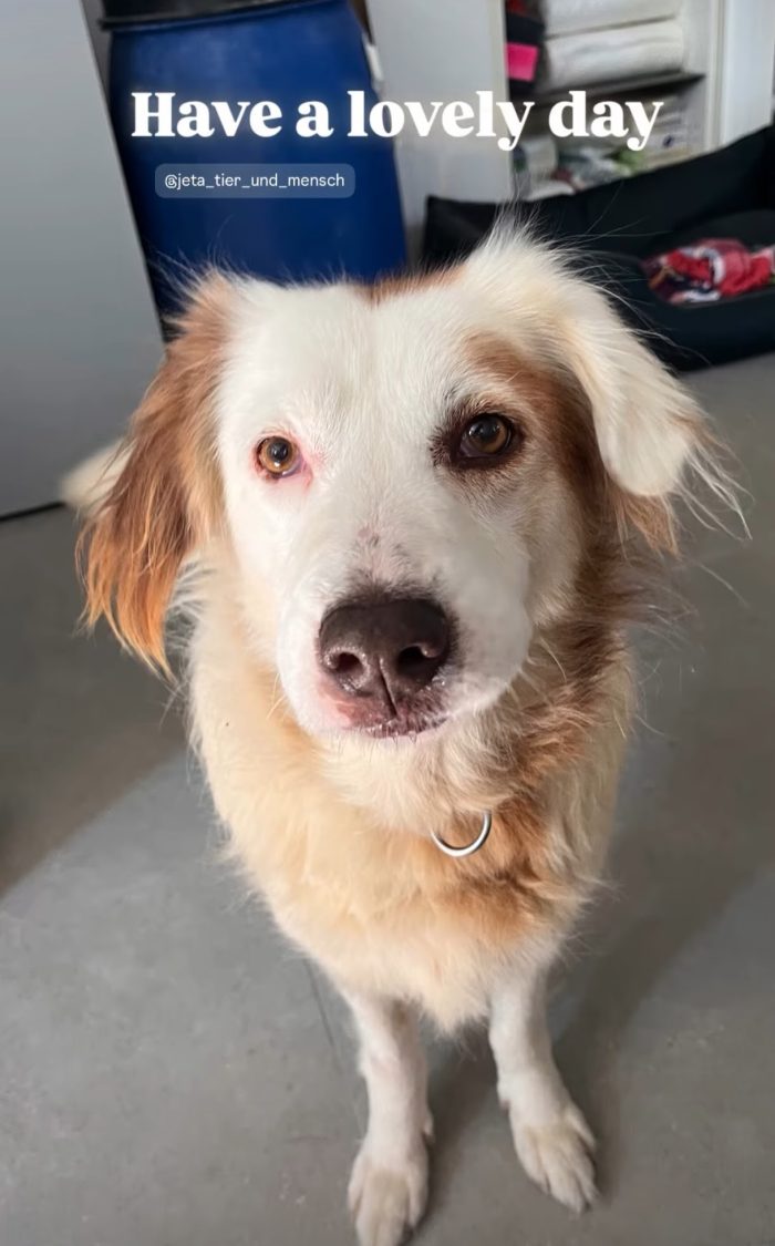 Yoshi needs a home