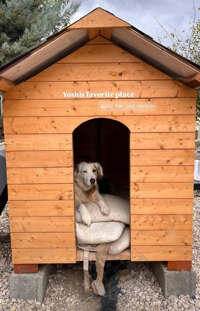 Yoshi needs a home