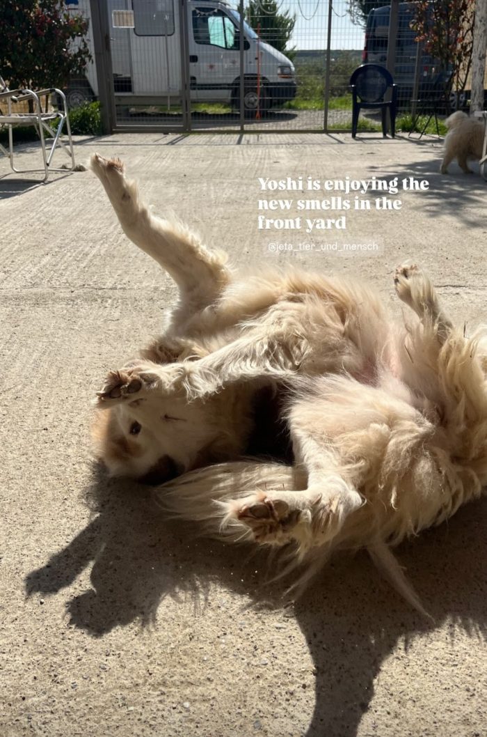 Yoshi needs a home