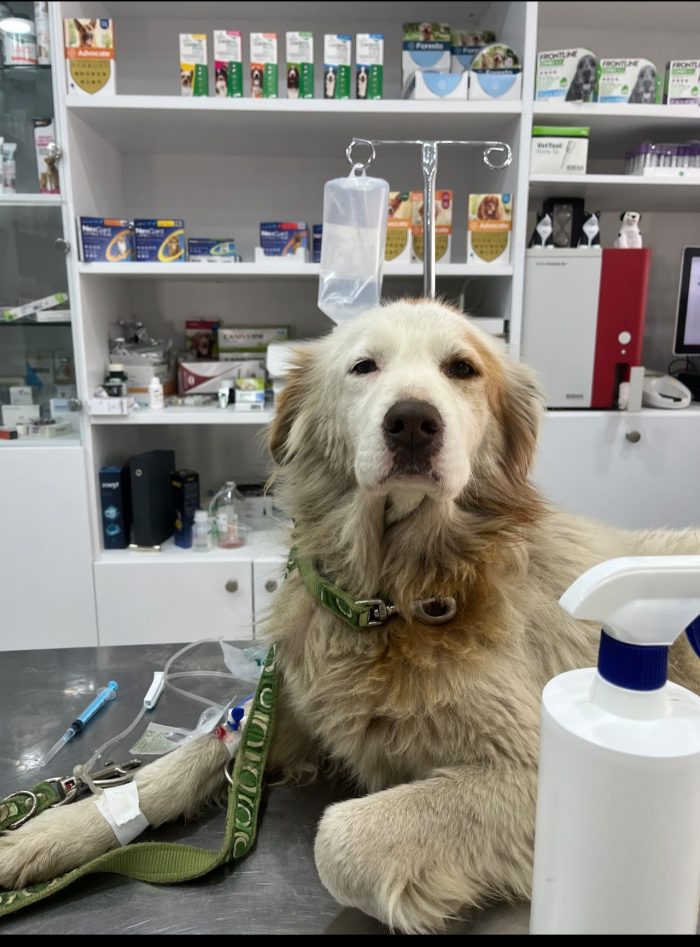 Yoshi needs a home - media 5