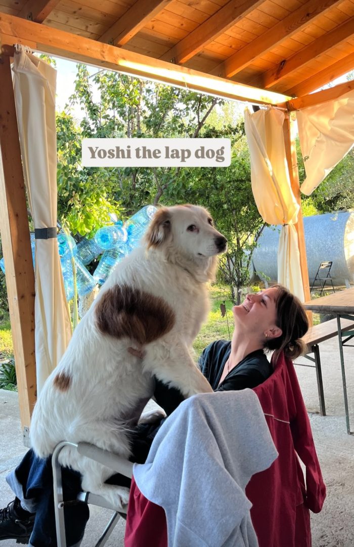 Yoshi needs a home - media 4