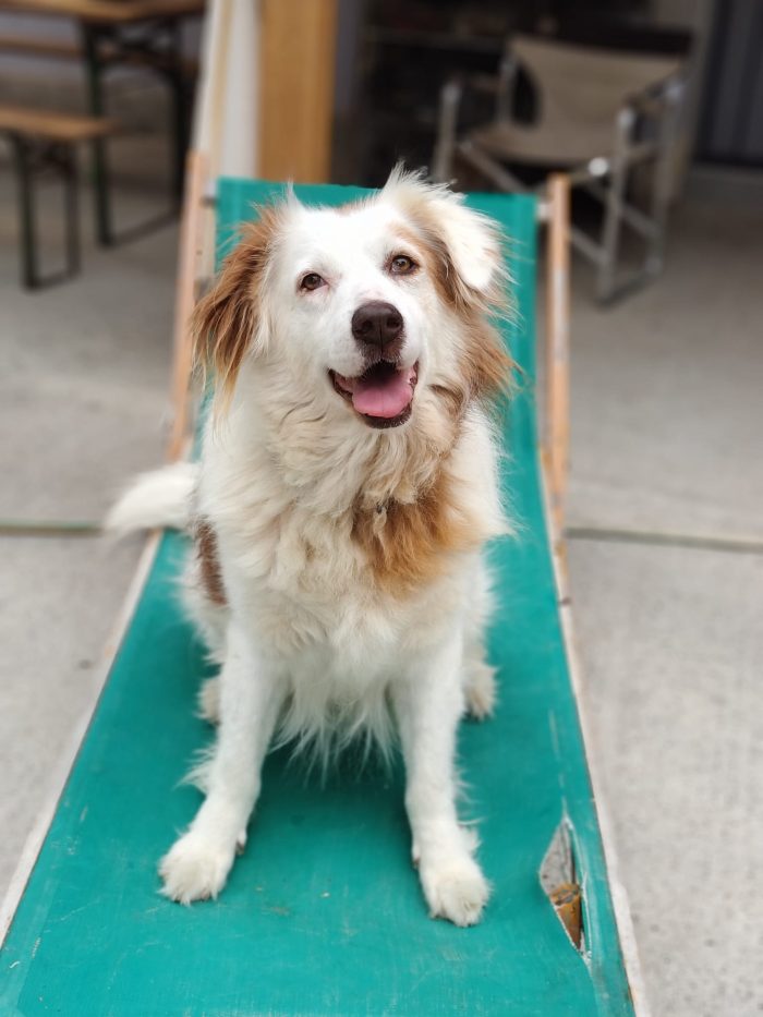 Yoshi needs a home - media 7