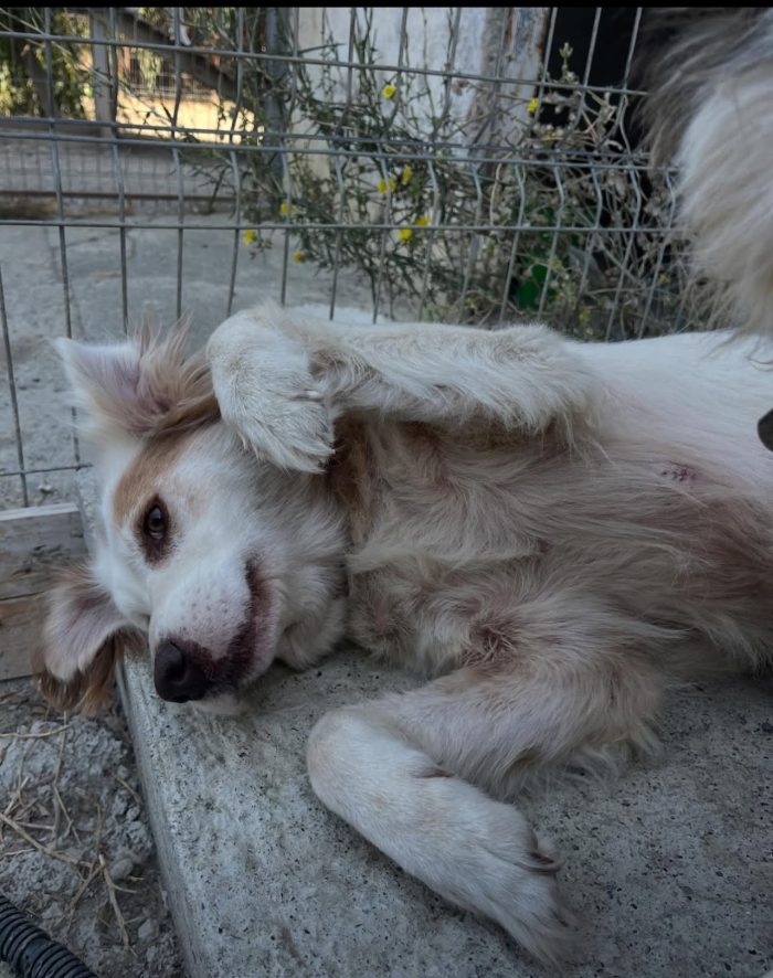 Yoshi needs a home - media 6