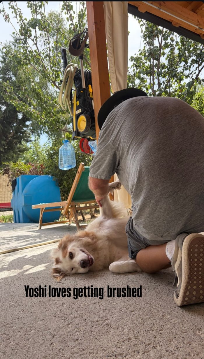 Yoshi needs a home - media 8