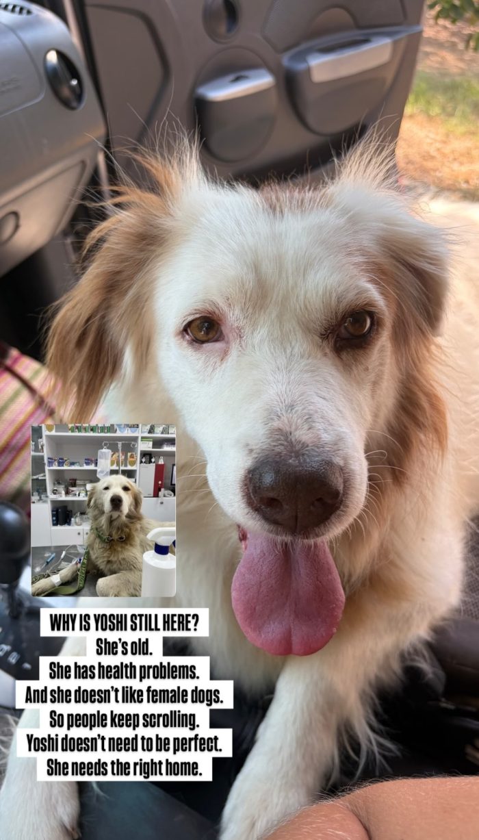 Yoshi needs a home - media 10