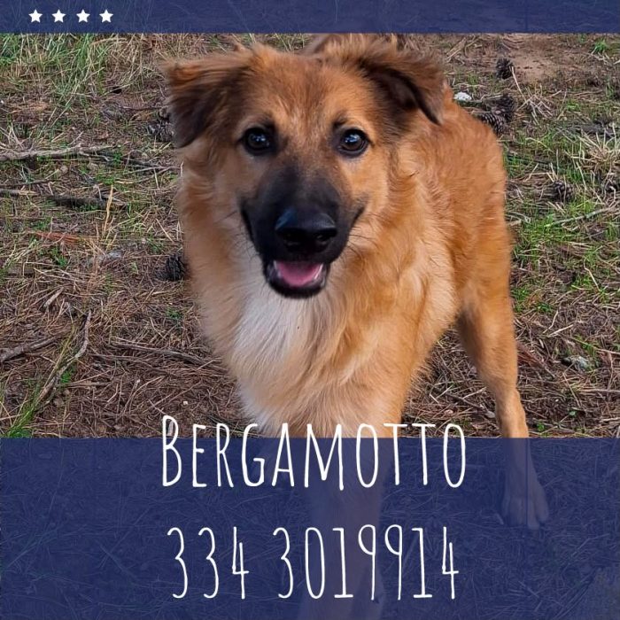 Bergamotto, un amore