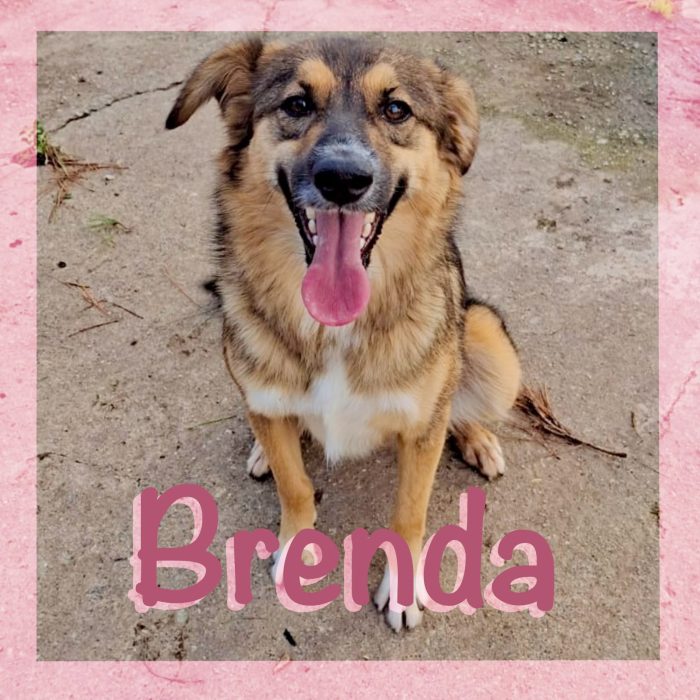 Brenda, una stellina meravigliosa
