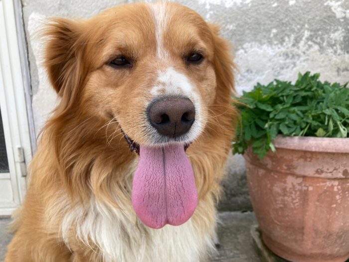 Charlie cerca casa rimasto orfano