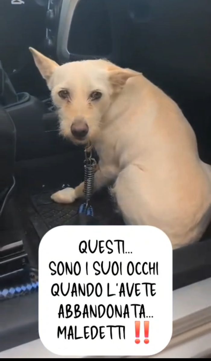 Biancapia 3anni 9kg,dolce,ancora aspetta casa! NAPOLI - media 5