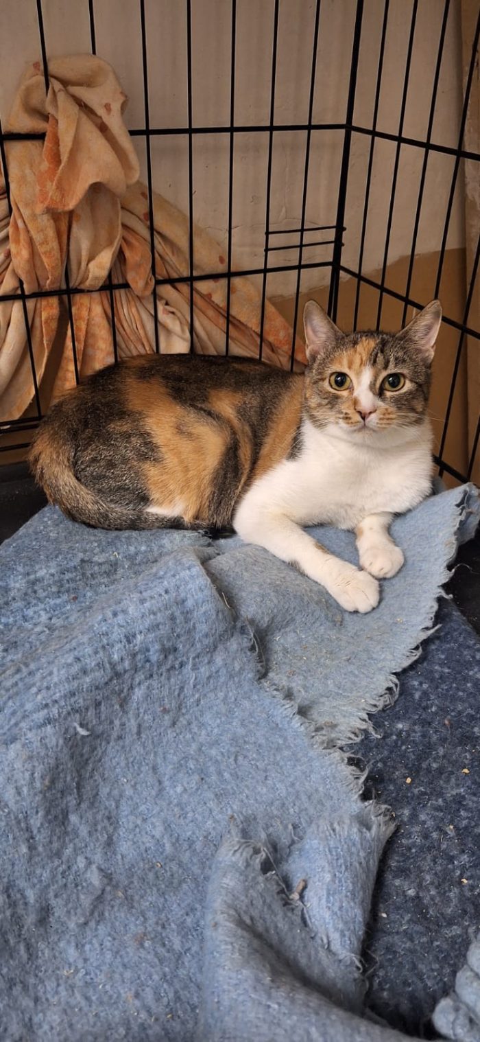 🐾 AMORE A TRE COLORI: NELLY CERCA IL SUO LIETO FINE! 🐾