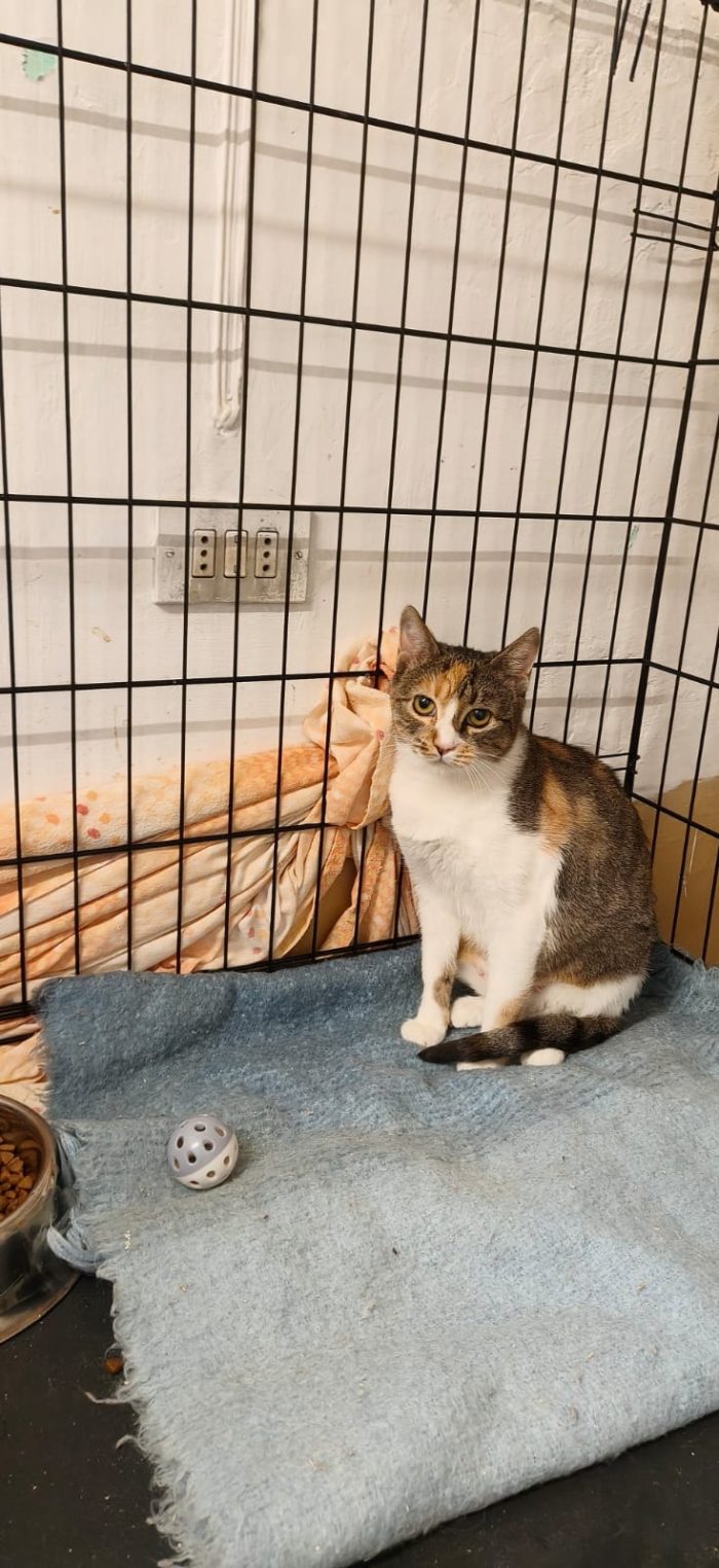 🐾 AMORE A TRE COLORI: NELLY CERCA IL SUO LIETO FINE! 🐾