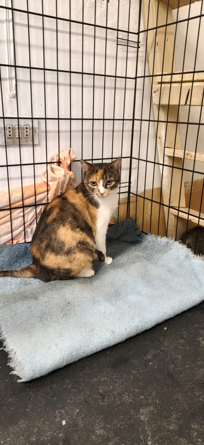 🐾 AMORE A TRE COLORI: NELLY CERCA IL SUO LIETO FINE! 🐾 - media 4