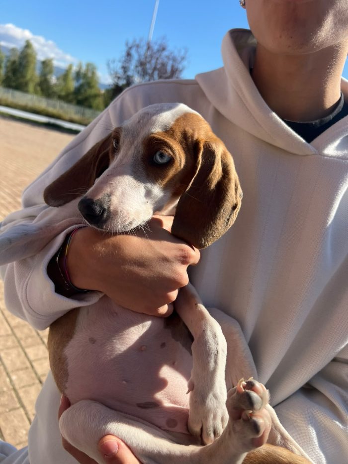 Cagnolina spettacolare , che cerca casa