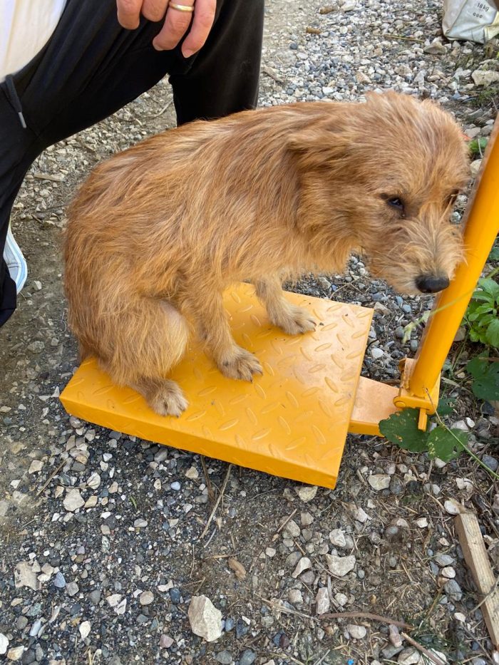 Salvato da una brutta situazione di degrado