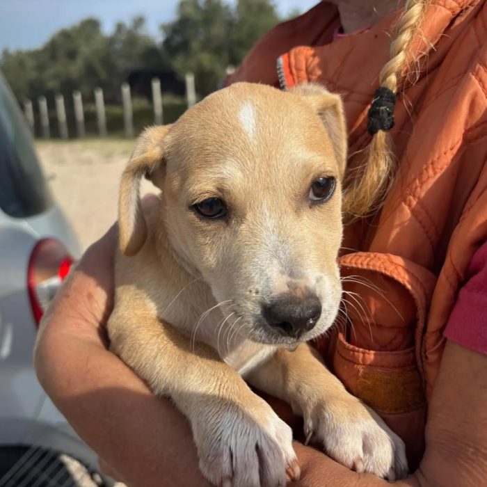 Plinio cucciolo taglia piccola cerca casa -  in adozione a Latina