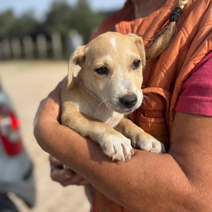 Plinio cucciolo taglia piccola cerca casa -  in adozione a Latina