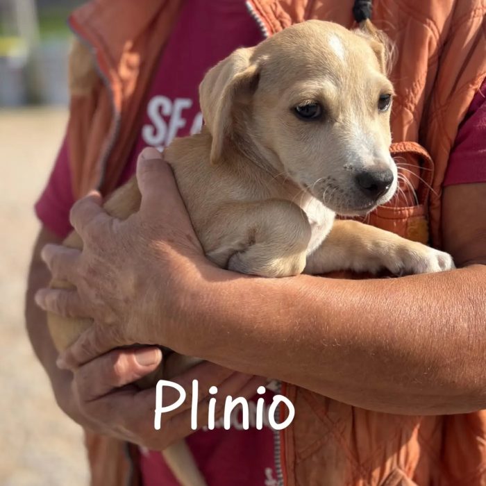 Plinio cucciolo taglia piccola cerca casa -  in adozione a Latina