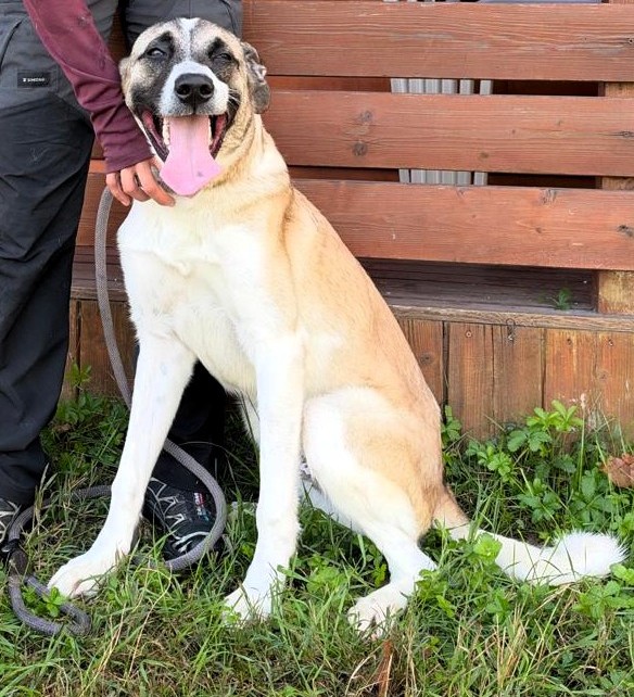 ISIDORO BELLISSIMO CUCCIOLONE