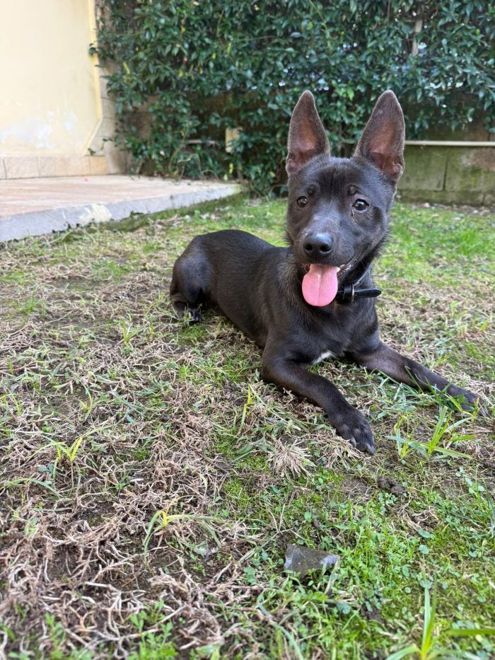 Cuore splendido cagnolino taglia piccola cerca casa