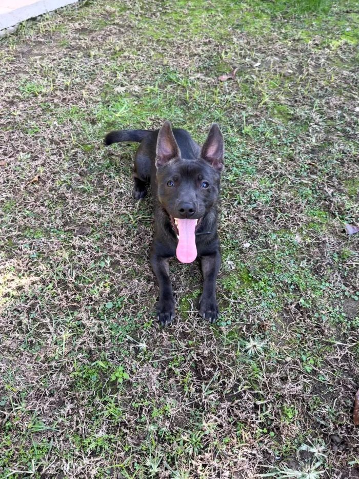 Cuore splendido cagnolino taglia piccola cerca casa