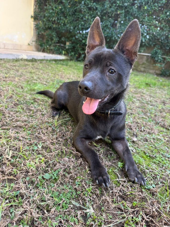 Cuore splendido cagnolino taglia piccola cerca casa