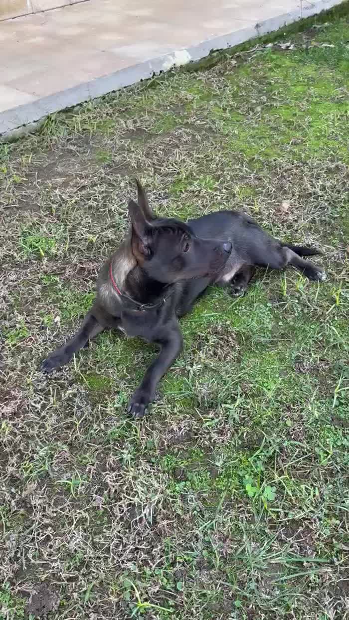 Cuore splendido cagnolino taglia piccola cerca casa - media 5