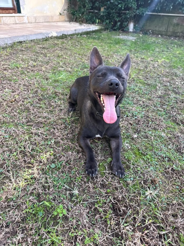 Cuore splendido cagnolino taglia piccola cerca casa - media 4