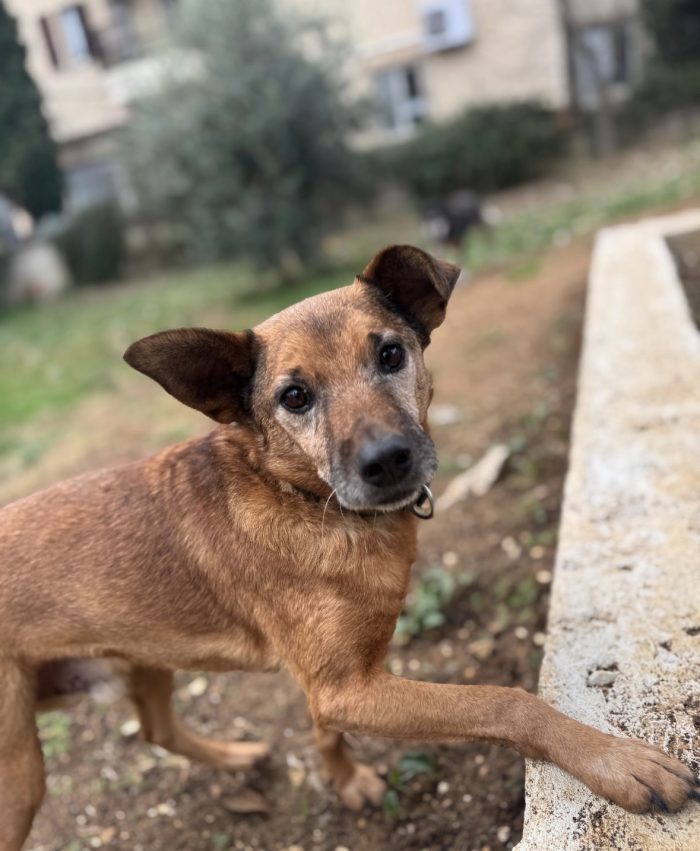 amorino un nome una garanzia