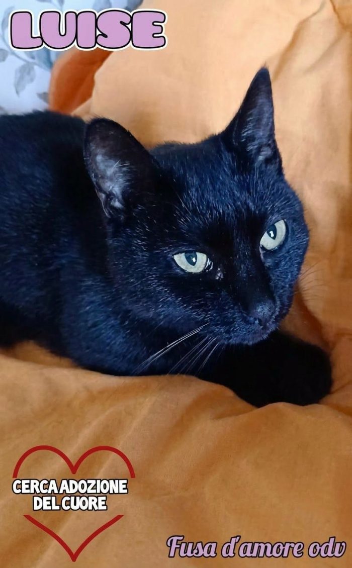 LUISE, dolcissima micia per adozione del cuore!