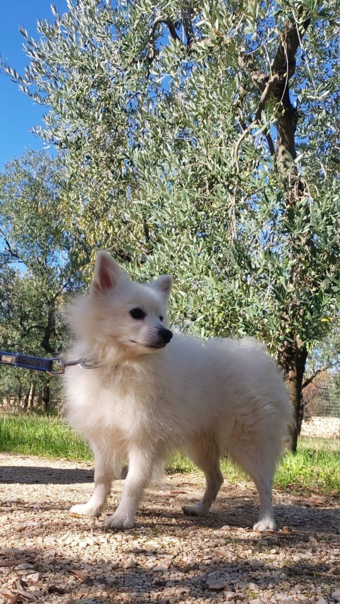 Ares, volpino doc - media 6