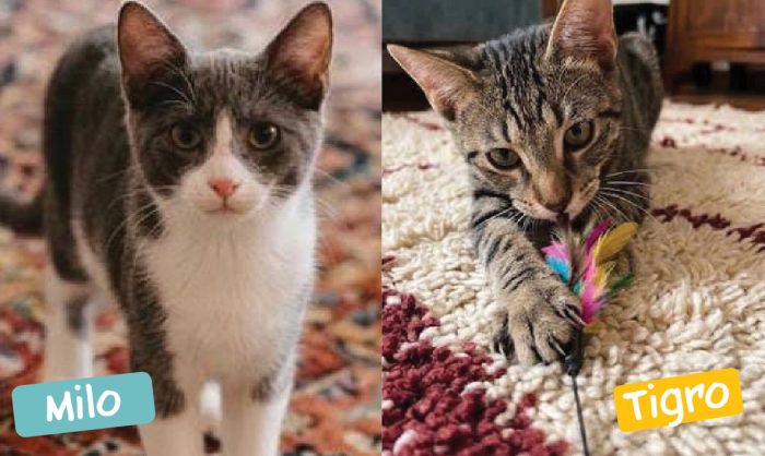 DUE FRATELLINI DI 5 MESI CERCANO CASA
