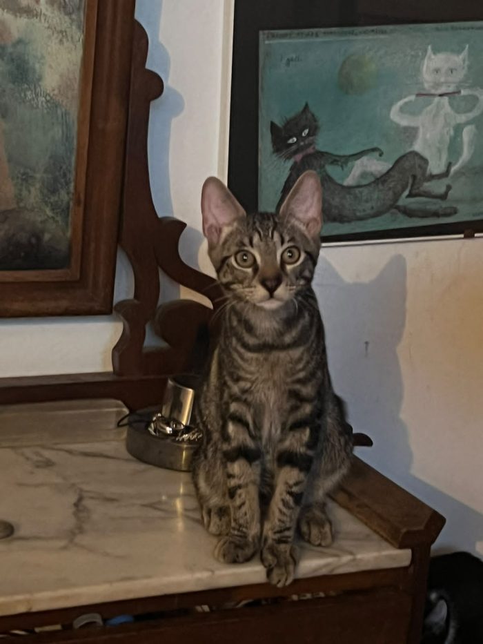 DUE FRATELLINI DI 5 MESI CERCANO CASA
