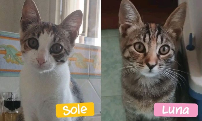 DUE SORELLINE DI 4 MESI CERCANO CASA