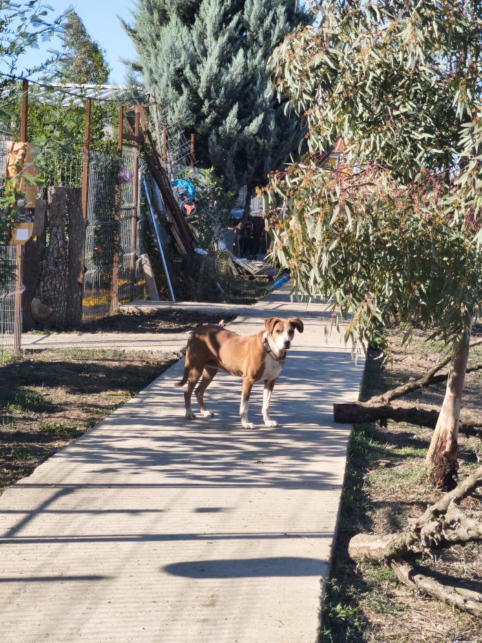 Fanja needs a home