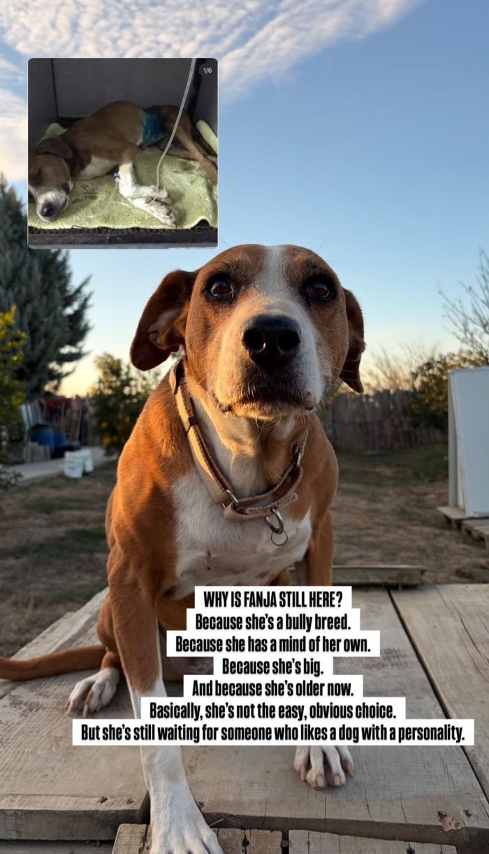 Fanja needs a home