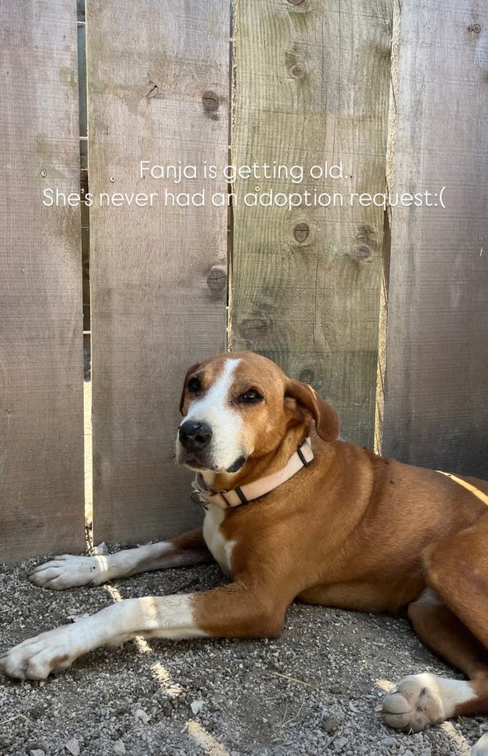 Fanja needs a home - media 5