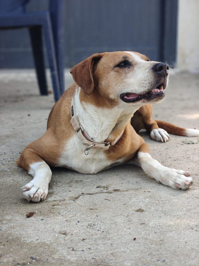 Fanja needs a home - media 4