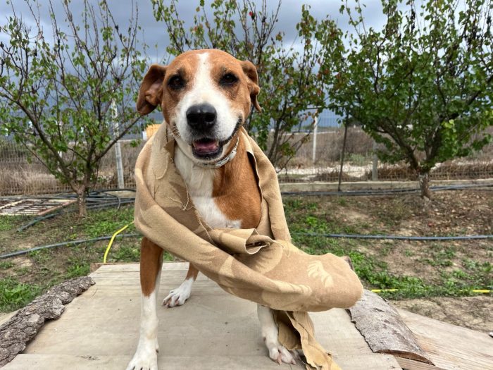 Fanja needs a home - media 10