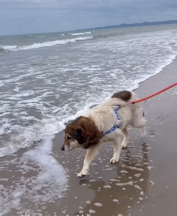 Senior Drago needs a home
