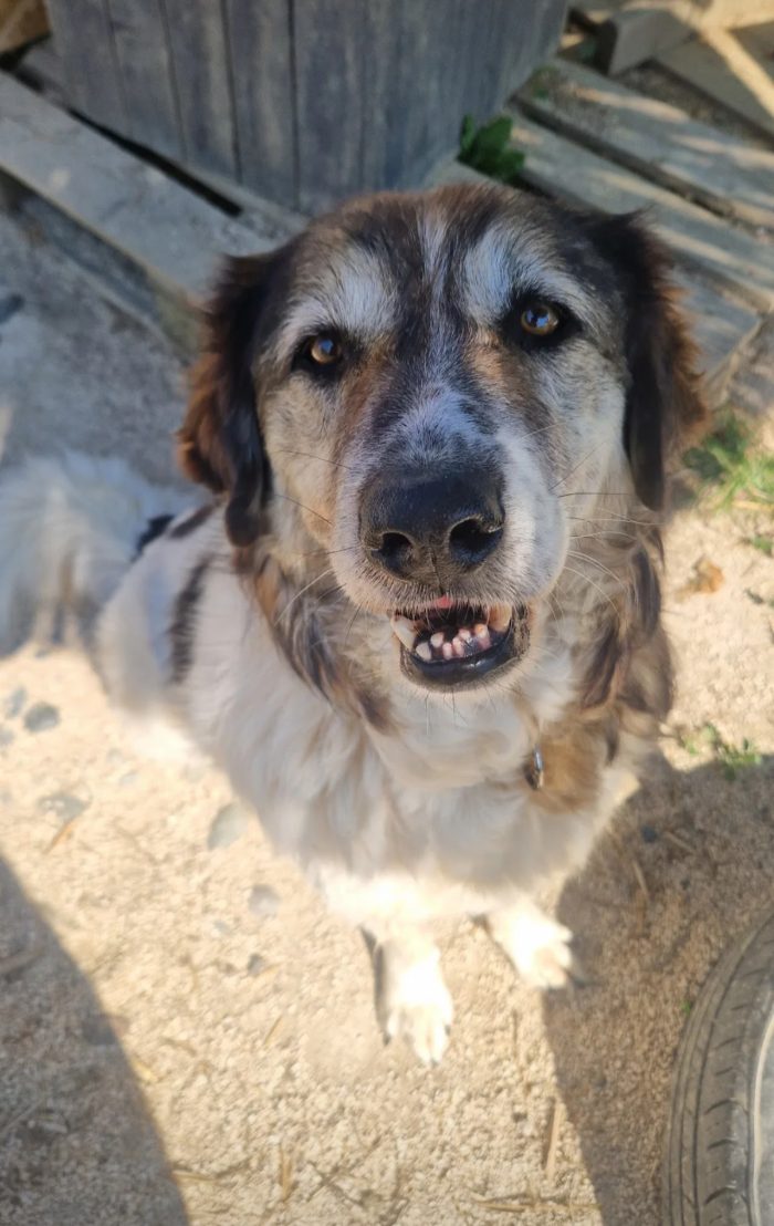 Senior Drago needs a home - media 4