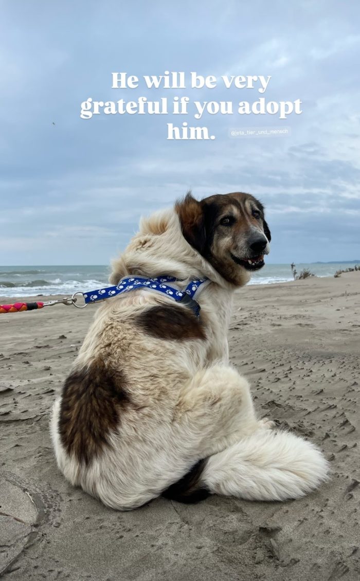 Senior Drago needs a home