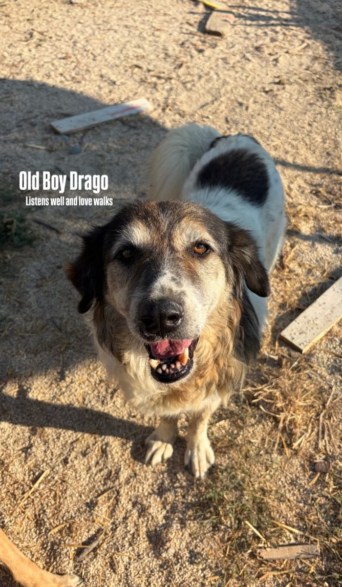 Senior Drago needs a home - media 7