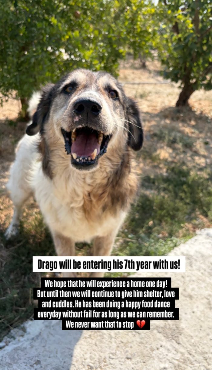 Senior Drago needs a home - media 6